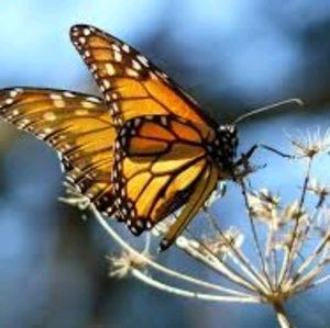 Meet your Posher, Dulce